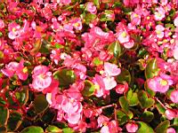 Begonia semperflorens cv Quick Pink (fam. Begoniacees) (2) (Photo F. Mrugala)